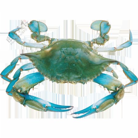 手绘蓝色螃蟹元素