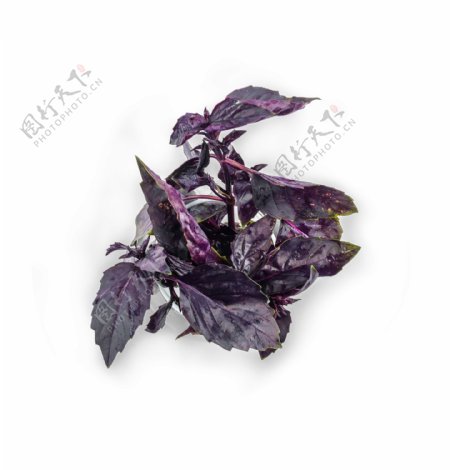 紫色叶子植物花草psd源文件