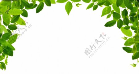 新鲜装饰树叶免抠psd透明素材
