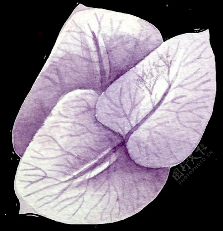 紫叶纹路卡通透明素材