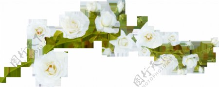 一串白色花朵png元素素材
