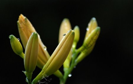 鲜花鲜花背景