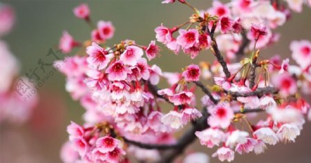 鲜花鲜花背景