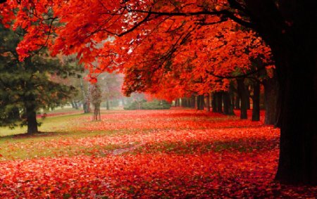 秋天美丽的红叶风景