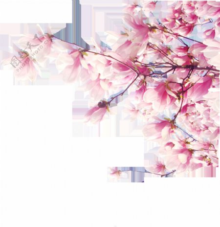 彩色樱花装饰素材