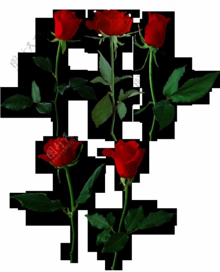 大红玫瑰花透明素材