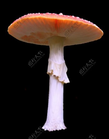 蘑菇透明素材