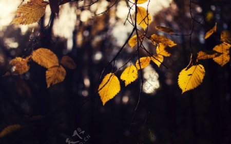 枯黄的树叶