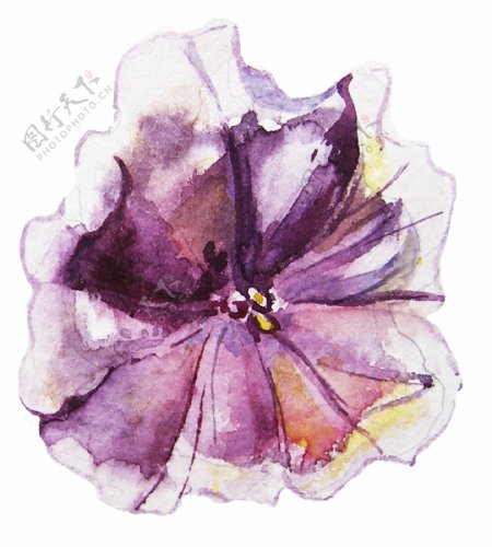 紫馨喇叭花透明装饰素材