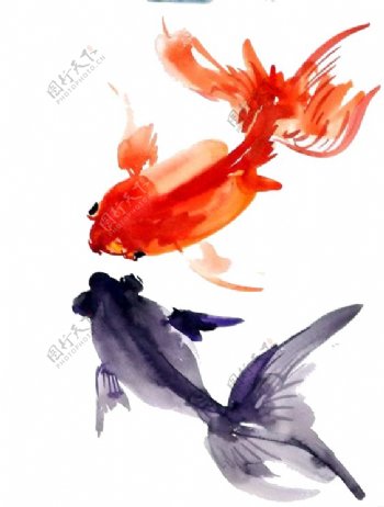 中国风水墨游动金鱼