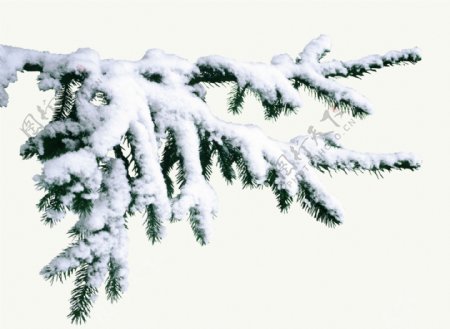 圣诞雪覆盖的松针
