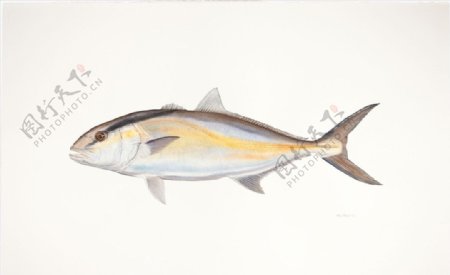 鱼类手绘插画