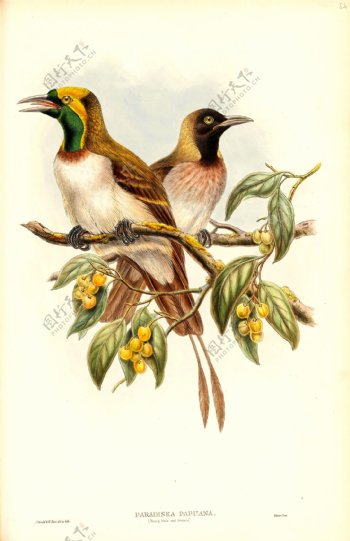 彩色插画手绘鸟类鸟类太阳鸟