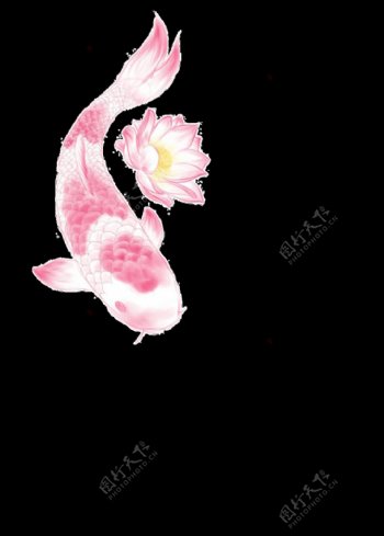 手绘粉红色锦鲤透明装饰素材