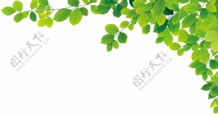 清新春天植物叶子PNG素材合集