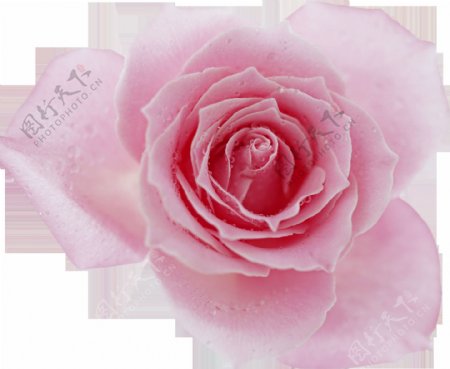手绘粉色玫瑰卡通透明装饰合集