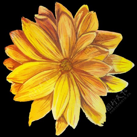 清新深黄色手绘菊花装饰元素