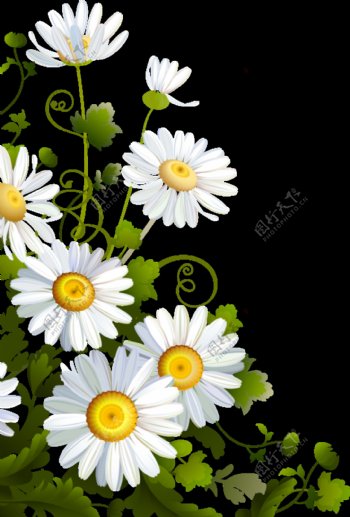 明亮白色手绘菊花装饰元素