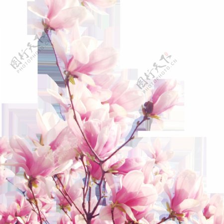 彩绘粉色花枝图案元素