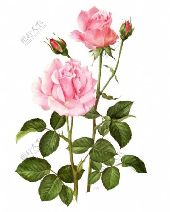 粉色玫瑰花朵素材