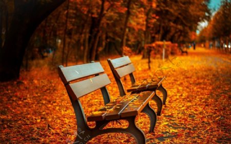 秋天椅子