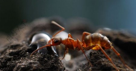 觅食的蚂蚁