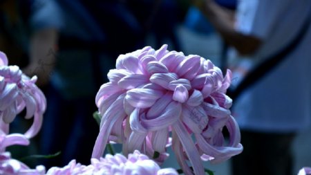 紫牡丹菊花