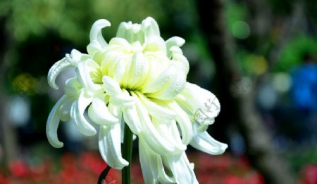 白牡丹菊花