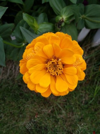 橘黄太阳花