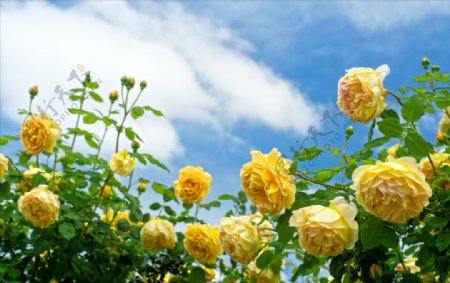 黄色玫瑰灌木花卉