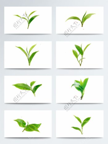 植物叶子绿色绿茶叶子PNG元素