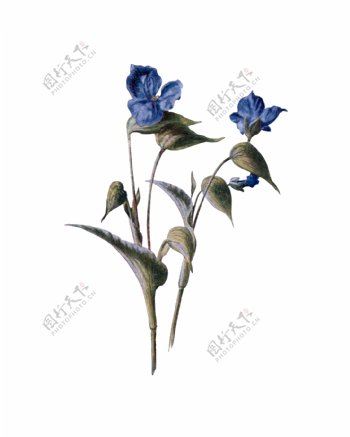 蓝色高清华丽复古彩绘花朵