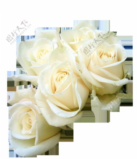 白色白玫瑰png元素