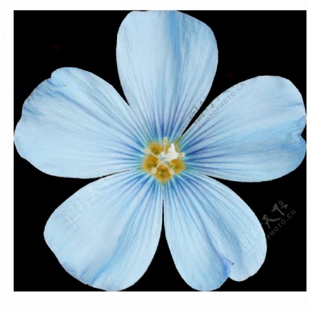彩绘淡雅蓝色花朵png元素