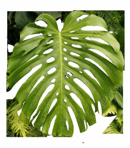 一片龟背竹树叶透明植物素材