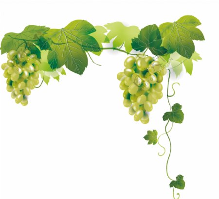 新疆香甜绿葡萄透明装饰素材