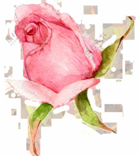 手绘一朵水彩玫瑰花png透明素材