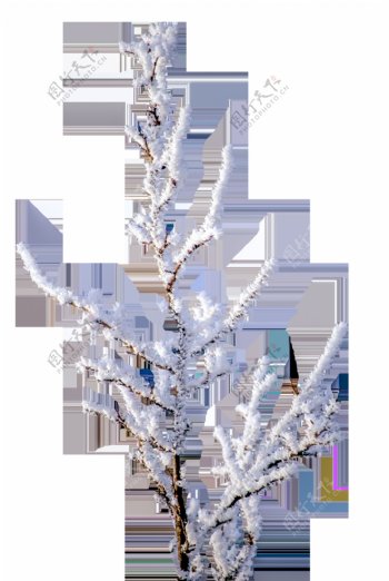 积雪的树枝png透明素材