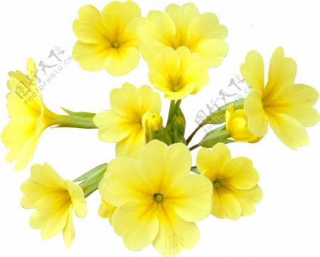 黄色小花png透明素材