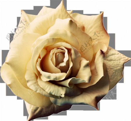 手绘黄色香水玫瑰花png透明素材