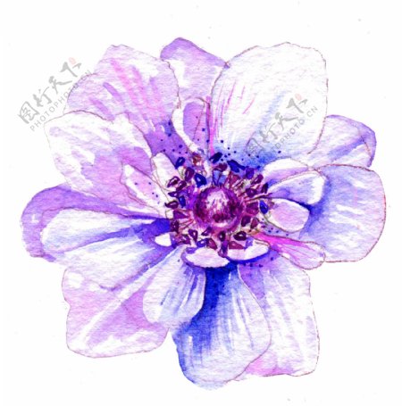 淡紫色水晶花透明素材png