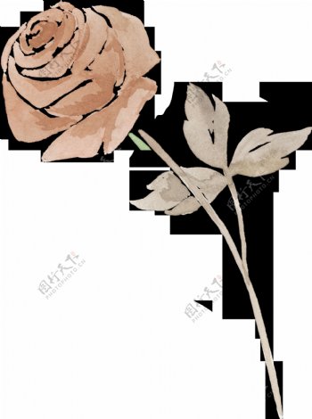 一朵古典玫瑰花PNG透明素材