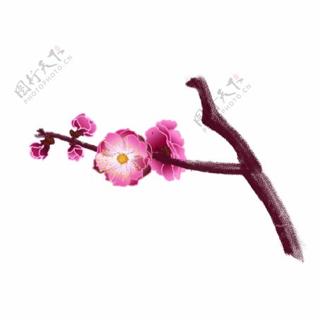 手绘中国风紫红色梅花花苞