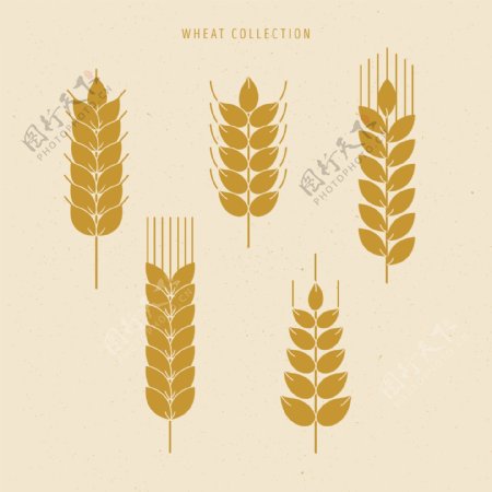5款金色大麦插画设计