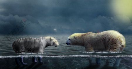 北极熊与老虎合成图片
