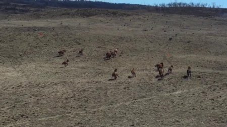 草原上的马匹视频素材
