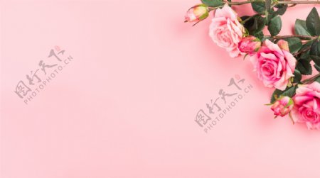 温馨粉色玫瑰花七夕背景素材