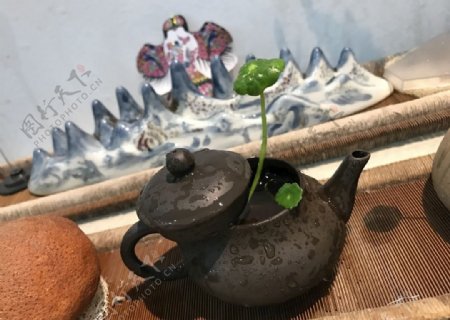 茶壶茶壶植物铜钱草草