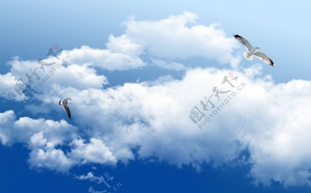 飞鸟天空白云艺术创意背景底纹素