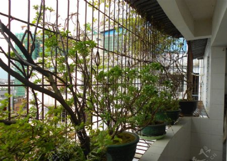 阳台植物